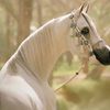 a_12.abeer_515_