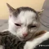chuppachupii.huow