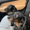 daisydoxiemom