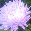 hallo128888