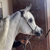 ايمن  العمران 🐎 ,