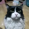 kukdroid