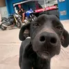 hhigorhenrique