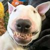 dzaadylaugh