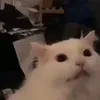 kiritovippro