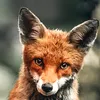mr.foxsay