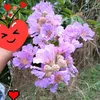 thy.phong0