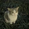 miiiaawww__