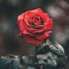 ibrahimsaeid1