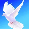 aryan_hashemi_