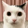 not__gumball