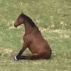 dnnhorse