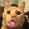 moggy433