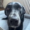 heccabopkins
