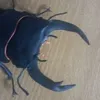 kabutomango