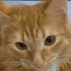 gorin_cat_2017