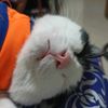 gelotikkkk