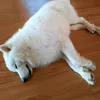 thanhduy735
