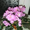 nur_jamalspb