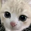 anhduongmuaha