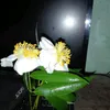 moenwe2