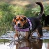 archie_does_yoga