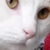 crazycoco2018496