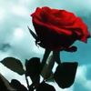 user8260672459170