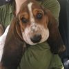 wozthebasset