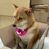 dogmeow86