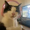 buriecat