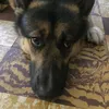 pavlo1212