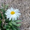 cuteladybugflower