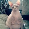 instacatberry