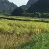 dungminh184