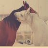 alshamkh15