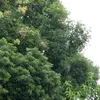 h_09250