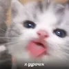 meow1ina
