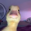 sweetmemecentral