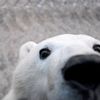 ozzie_the_bear