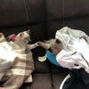romeo_juliet_kittens