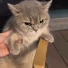 mano_mirza2829