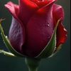 natymartin60