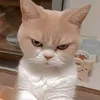 cikitaa90