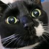 billiethetuxedokittie