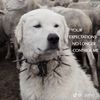 blossombones