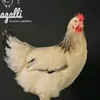 pouletdusoir