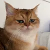 xodaniel_