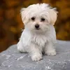 user_1102938