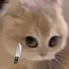 zoe_tran16